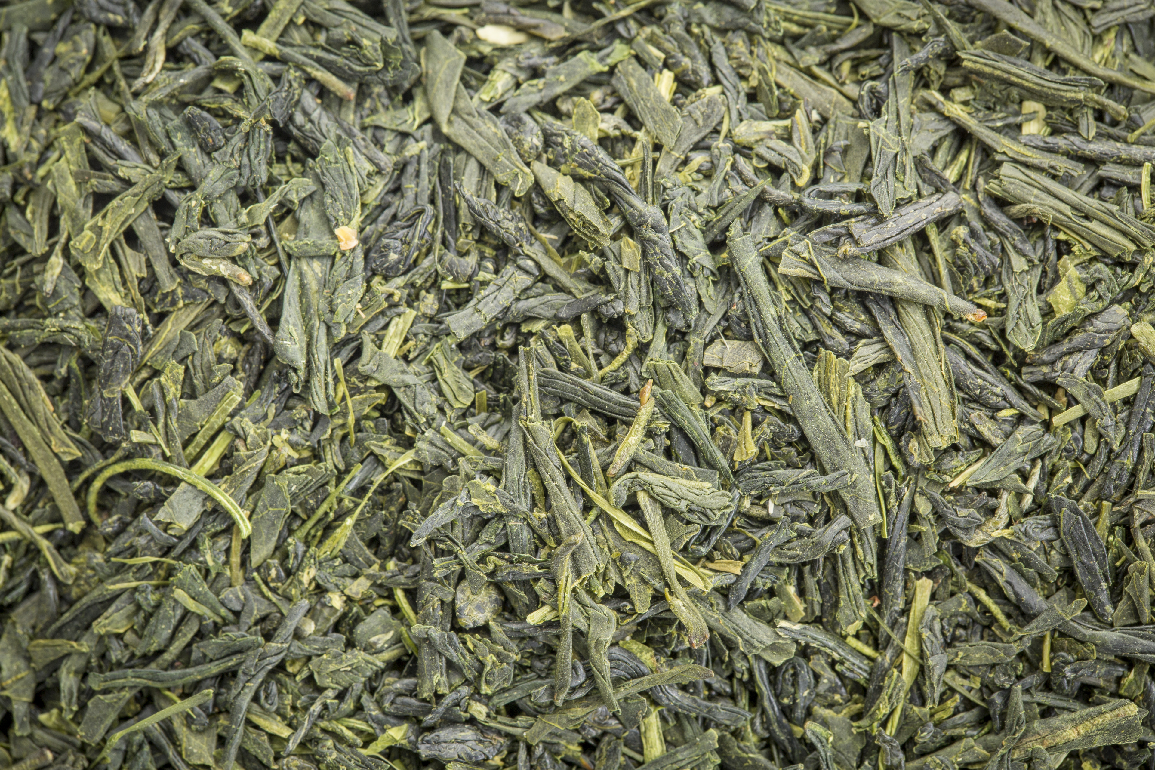 Sencha