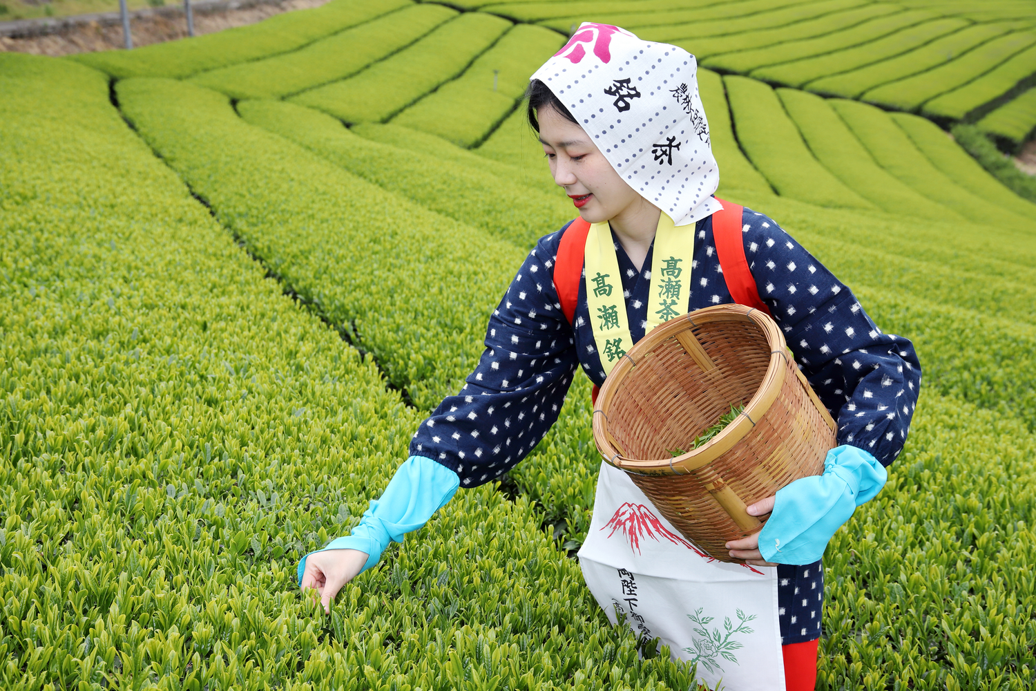 Inoue Tea